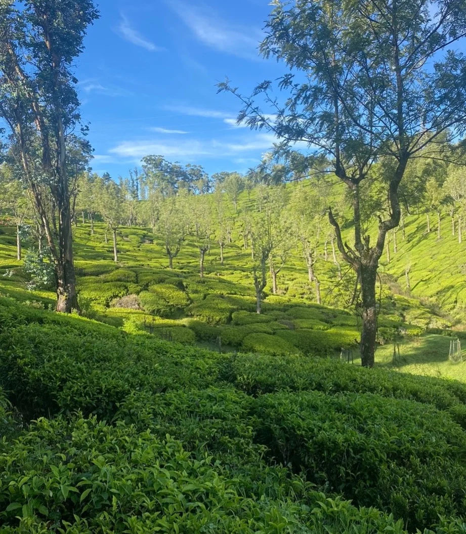 harneytea.us.com
