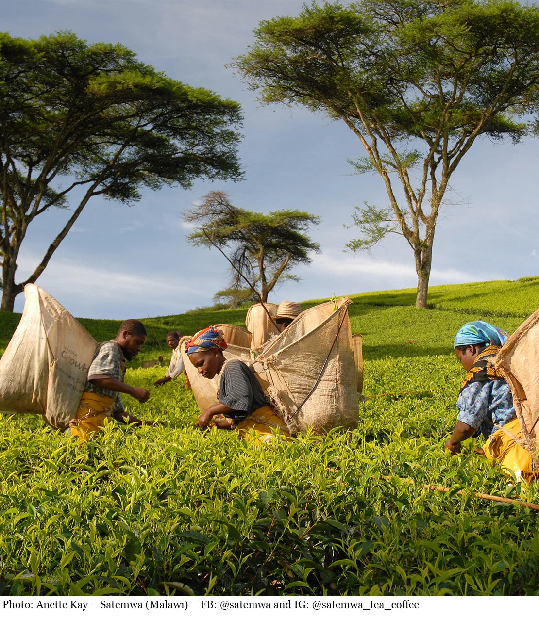 harneytea.us.com